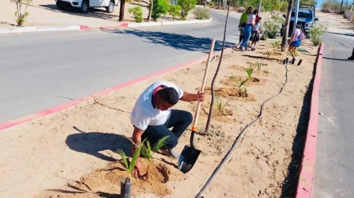 Reforestación Los Cabos